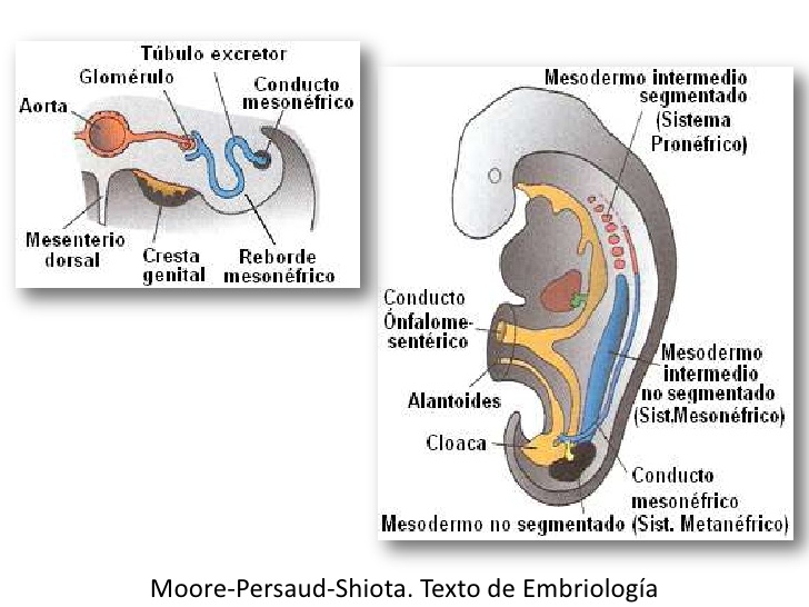 Embriologia medica langman 9 edicion pdf